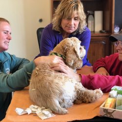 All Creatures Wise and Wonderful - A patient enjoying his acupuncture!