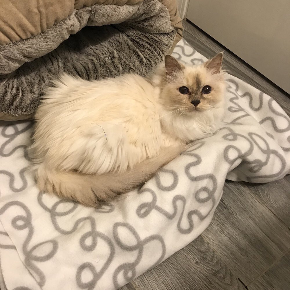 Helping Persian Cats - Animal Shelters Near Me - Santa Monica, California Helping Persian Cats - Animal Shelters Near Me - Santa Monica, California