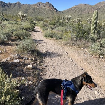 Help a Dog Smile - Pet Adoption Near Me - Phoenix, Arizona Help a Dog Smile - Pet Adoption Near Me - Phoenix, Arizona