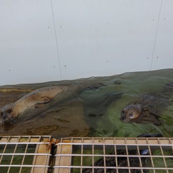 Seaside Aquarium - Aquariums Near Me - Seaside, Oregon