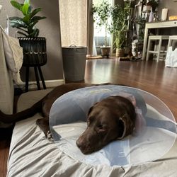 Lodi Veterinary Hospital - Cone of shame