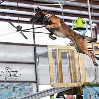 JK9 Pet Services - Fu at a dock diving competition - Pet Boarding Near Me - Baden, Pennsylvania
