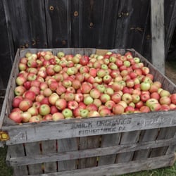 Apple N Arts Festival