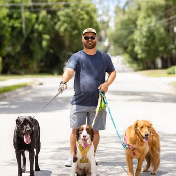 District Dog - Dog Walkers Near Me District Dog - Dog Walkers Near Me