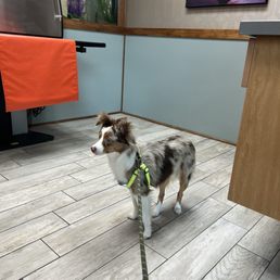 Our doggy in the check up room Our doggy in the check up room