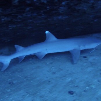 Kaimana Divers - Scuba Diving Near Me - Honolulu, Hawaii