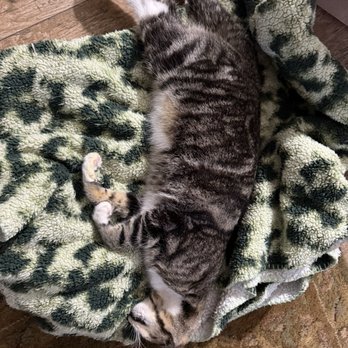 Grace Roberts, DVM - Don't take your loved one here - Veterinarians Near Me - Weed, California