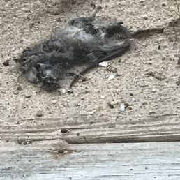 Dead dad on stairs to house