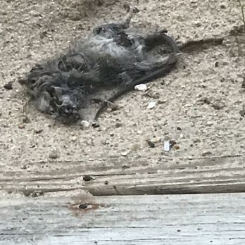 Beach Realty & Construction & Kitty Hawk Rentals - Dead dad on stairs to house - General Contractors Near Me - Kitty Hawk, North Carolina