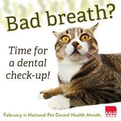 Landmark Animal Hospital - February is Dental Health month!