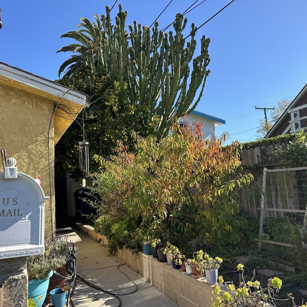 Acotillo Tree Service - Orange tree, cactus, you cannot see avocado tree in the back - Tree Services Near Me - Los Angeles, California