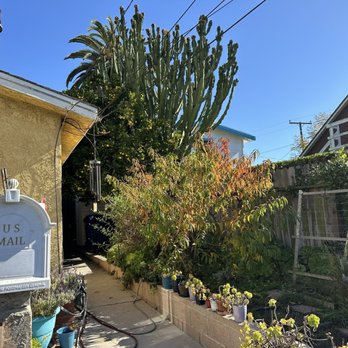 Acotillo Tree Service - Orange tree, cactus, you cannot see avocado tree in the back - Tree Services Near Me - Los Angeles, California Acotillo Tree Service - Orange tree, cactus, you cannot see avocado tree in the back - Tree Services Near Me - Los Angeles, California