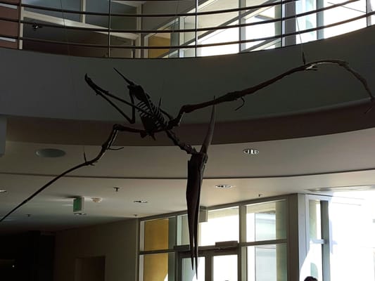 University of California Museum of Paleontology by null