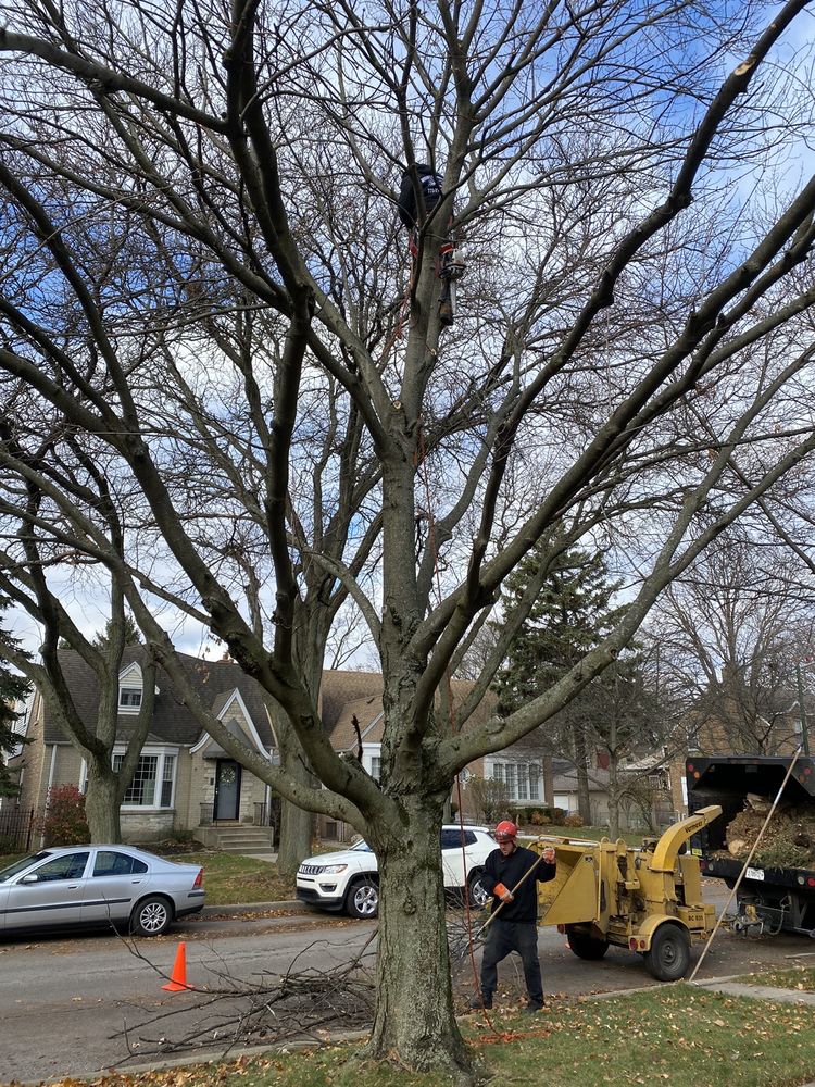 GIOVANNI’S TREE SERVICE - Updated November 2024 - 21 Photos & 70 ...