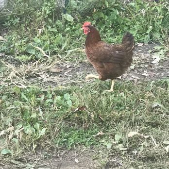 Barden Orchards - This guy had his run of the place, which my kids loved! - Farmers Market Near Me - North Scituate, Rhode Island