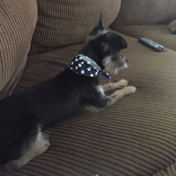Petcetera - He was ready within an hour. He had a great haircut ! He also smelled great !!! - Pet Groomers Near Me - Mesquite, Texas