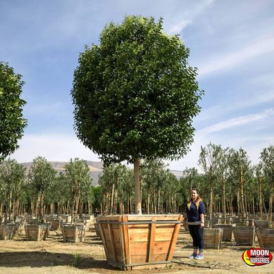 Moon Valley Nurseries 3000 B St La Verne Ca Nurseries Mapquest