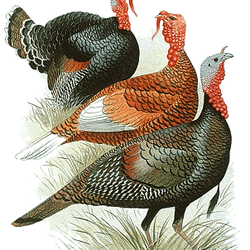 Kizer Dentistry - Three turkeys