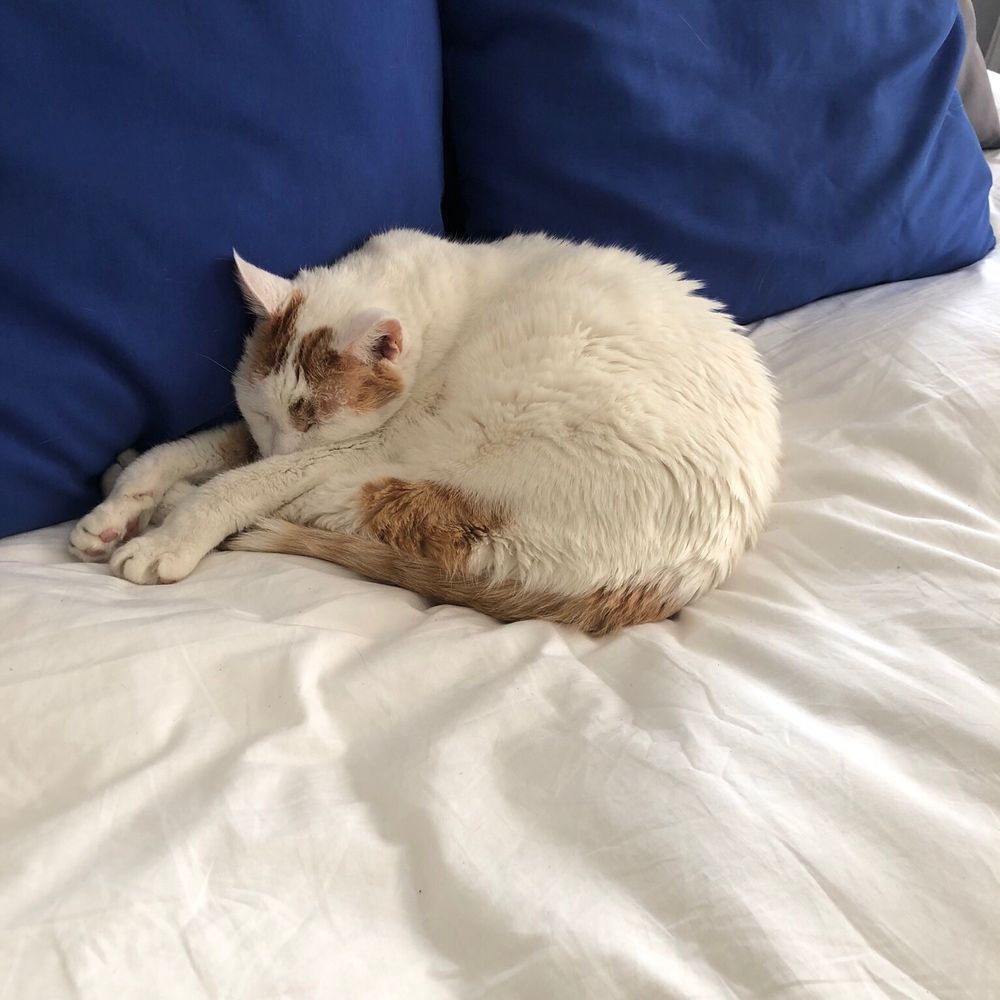 5000 Pies - My cat - Pizza Near Me - Long Beach, California