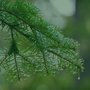 Photo of Arbor Master Tree Service