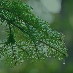 Arbor Master Tree Service