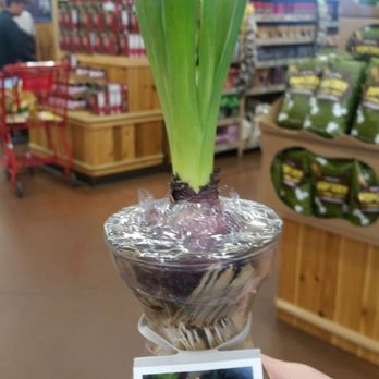 Trader Joe's - Hyacinth ready for spring $2 99 - Grocery Near Me - Albuquerque, New Mexico