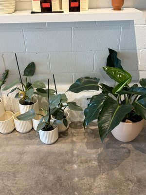 Flourish Plant Shop & Wine Bar by null