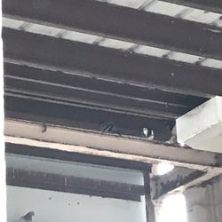 Bob Self Serve Car Wash - Please take care of the pigeons living in the rafters of the car wash and pooping on the clean cars/people