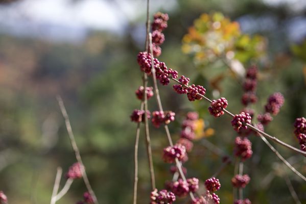 Hot Springs National Park by null