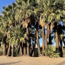 Holtville Hot Spring - Water oasis