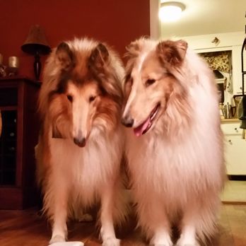 Dog Gone Gorgeous - Pet Groomers Near Me - Canton, Massachusetts
