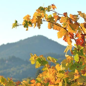 Alejandro Quenta REALTOR - Wine country - Real Estate Agents Near Me Alejandro Quenta REALTOR - Wine country - Real Estate Agents Near Me