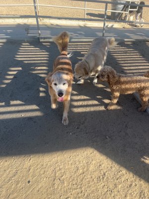 About Me - My name is Jack. I have been serving wonderful dogs in the Los Angeles area since 2006. I am a bonded and insured dog walker with clients in Sherman Oaks, Studio City, West Hollywood, Beverly Hills, Larchmont and Brentwood.
I offer daily dog walks and pet sitting, with an emphasis on personal attention to meet any of your dog walking or pet care needs. About Me - My name is Jack. I have been serving wonderful dogs in the Los Angeles area since 2006. I am a bonded and insured dog walker with clients in Sherman Oaks, Studio City, West Hollywood, Beverly Hills, Larchmont and Brentwood.
I offer daily dog walks and pet sitting, with an emphasis on personal attention to meet any of your dog walking or pet care needs.