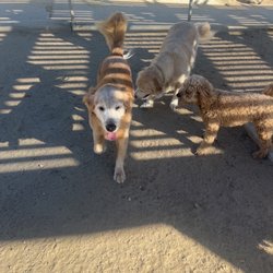 BARKS At The PARK - Fun at the dog park