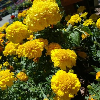 Evergreen Nursery - Nurseries & Gardening Near Me - San Leandro, California Evergreen Nursery - Nurseries & Gardening Near Me - San Leandro, California