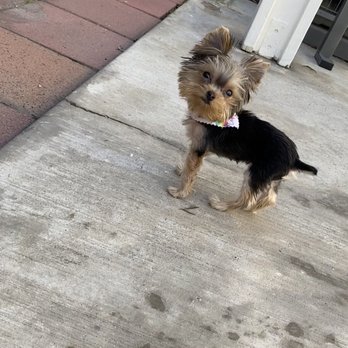 Diamond Paw Grooming - It was my baby's first time getting a cut. We have found her furever groomers. Very pleasant experience - Pet Groomers Near Me - Fontana, California