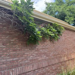 Wisteria along the brick wall.