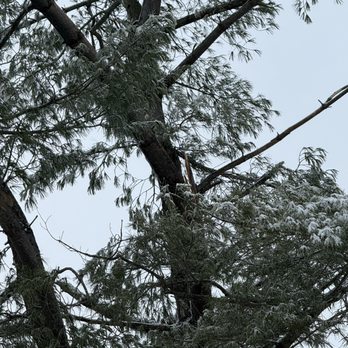 Milton's Tree Care Services - Tree Services Near Me Milton's Tree Care Services - Tree Services Near Me