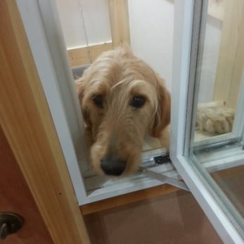 Timber Kennels - A puppy saying "hi" from their own personal window! - Pet Sitting Near Me - Palmyra, Nebraska Timber Kennels - A puppy saying "hi" from their own personal window! - Pet Sitting Near Me - Palmyra, Nebraska
