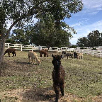 Canzelle Alpacas - Farms Near Me - Carpinteria, California Canzelle Alpacas - Farms Near Me - Carpinteria, California