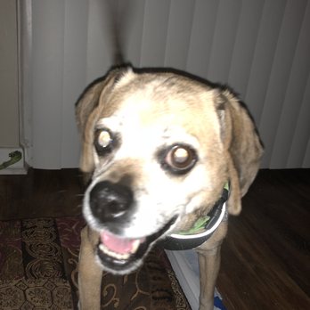Munhall Veterinary Hospital - Smokey, new patient at Munhall Veterinary Hospital my puggle ( cancer survivor )13 years young - Veterinarians Near Me - Homestead, Pennsylvania Munhall Veterinary Hospital - Smokey, new patient at Munhall Veterinary Hospital my puggle ( cancer survivor )13 years young - Veterinarians Near Me - Homestead, Pennsylvania