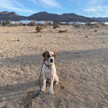 Matan Dog Training - Pet Training Near Me - Thousand Oaks, California Matan Dog Training - Pet Training Near Me - Thousand Oaks, California