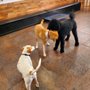 Photo of Fuzzy Urban Tails