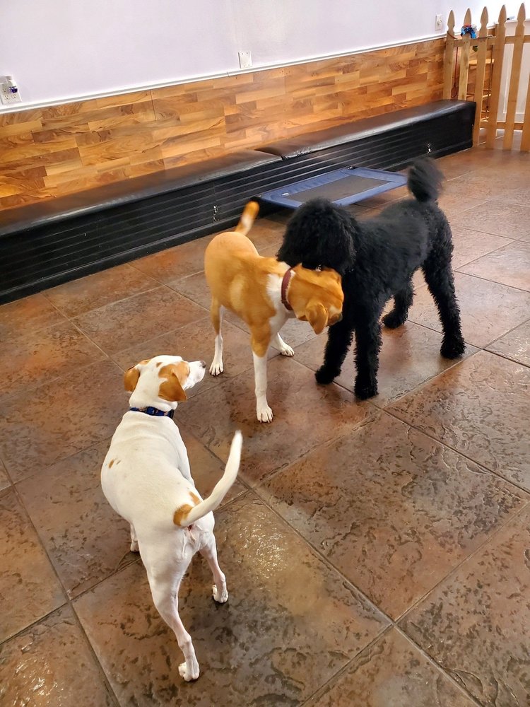 Fuzzy Urban Tails - pet boarding facility in Chicago, IL