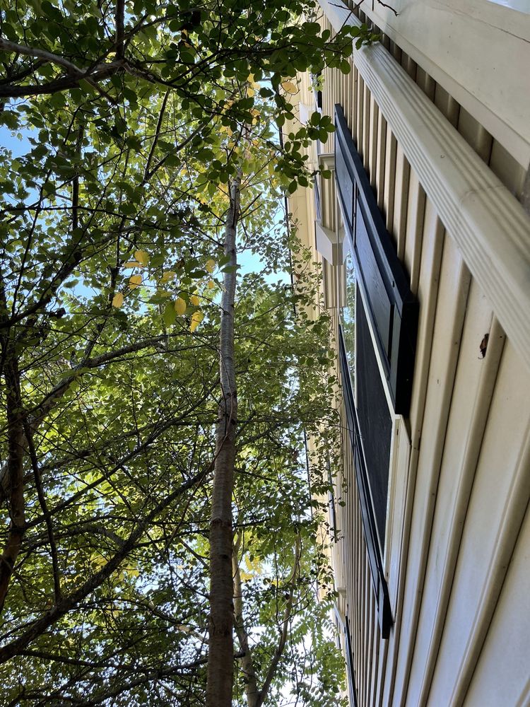 Supreme Tree - tree service in Damascus, MD