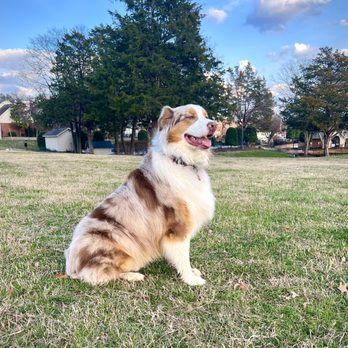 K-9 Companions Dog Training - Lord Jack the Aussie! - Pet Training Near Me - Mount Juliet, Tennessee K-9 Companions Dog Training - Lord Jack the Aussie! - Pet Training Near Me - Mount Juliet, Tennessee
