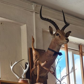 Pioneer Saloon - Interesting Decor - Japanese Near Me - Honolulu, Hawaii Pioneer Saloon - Interesting Decor - Japanese Near Me - Honolulu, Hawaii