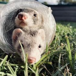 Homestead Mobile Petting Zoo & Party Rental