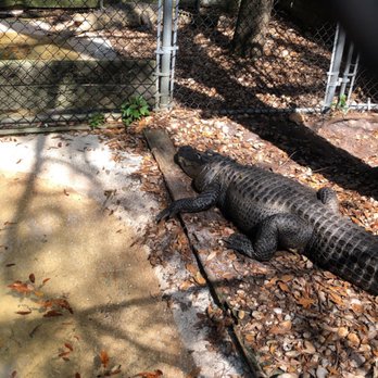 Busch Wildlife Sanctuary - American alligator - Zoos Near Me - Jupiter, Florida Busch Wildlife Sanctuary - American alligator - Zoos Near Me - Jupiter, Florida