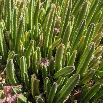 Hope Springs - All different types of plants - Hotels Near Me - Desert Hot Springs, California Hope Springs - All different types of plants - Hotels Near Me - Desert Hot Springs, California